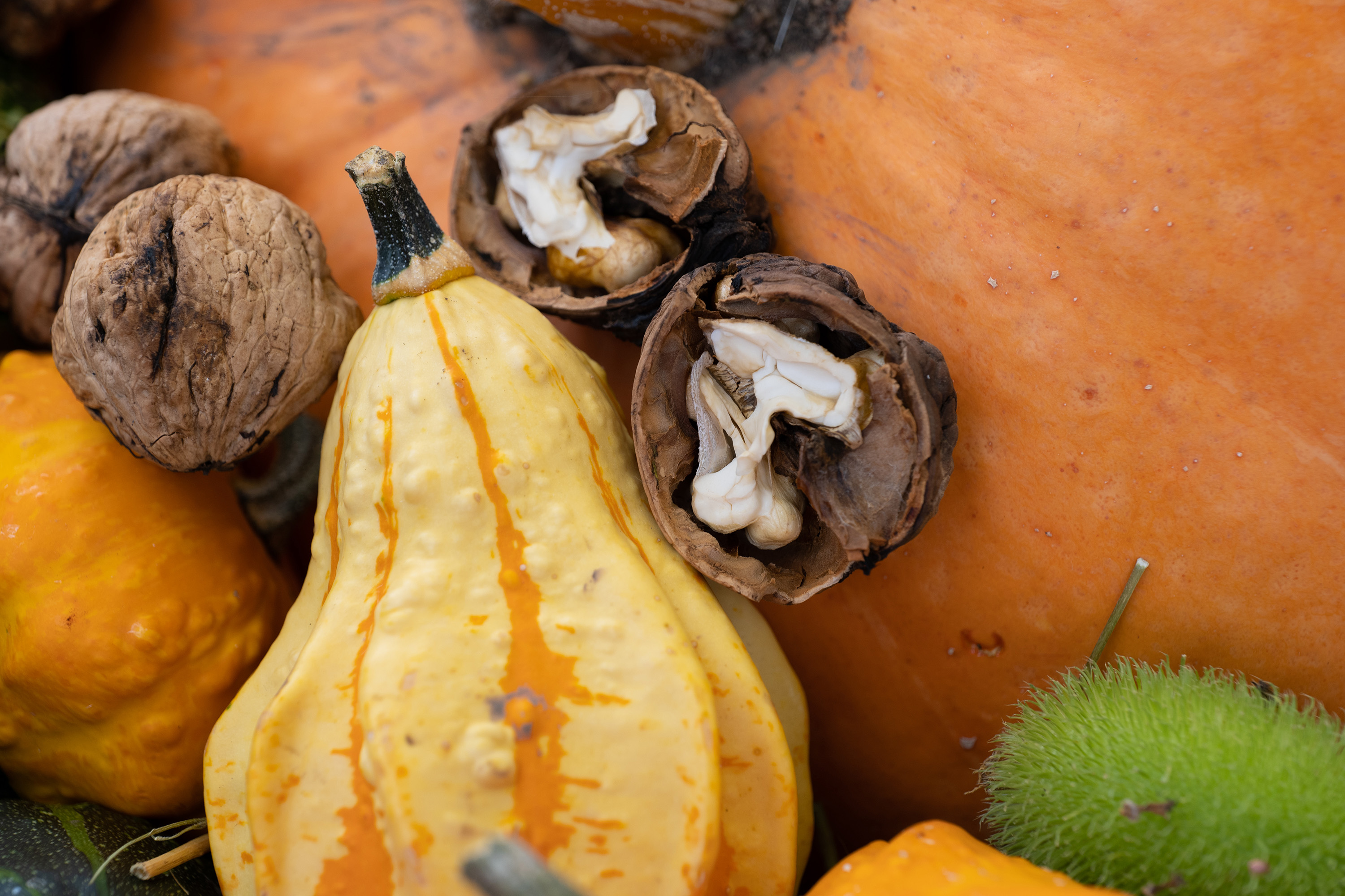Kürbisse beim HerbstErlebnisTag