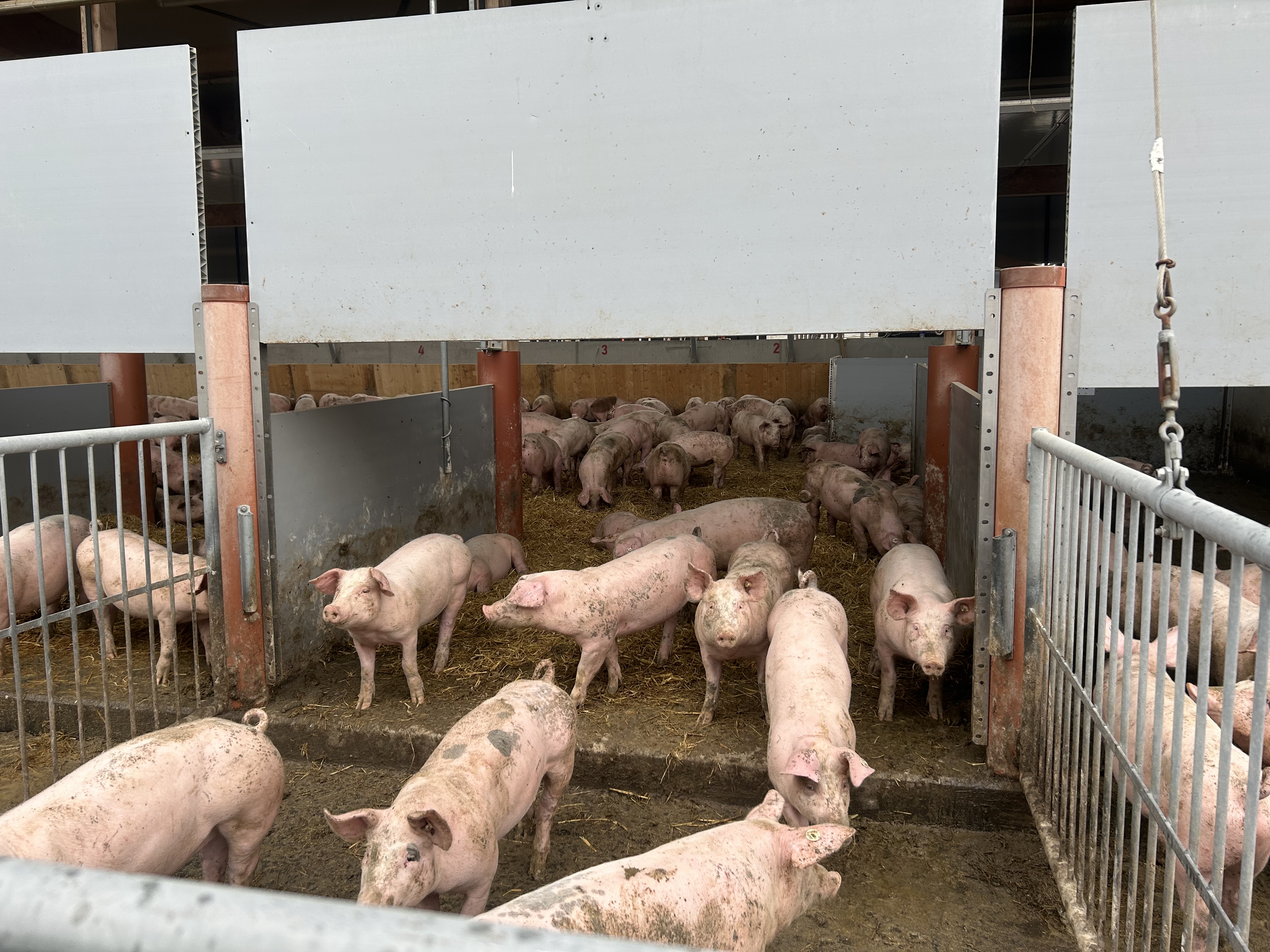 Schweinemast Donau-Ries