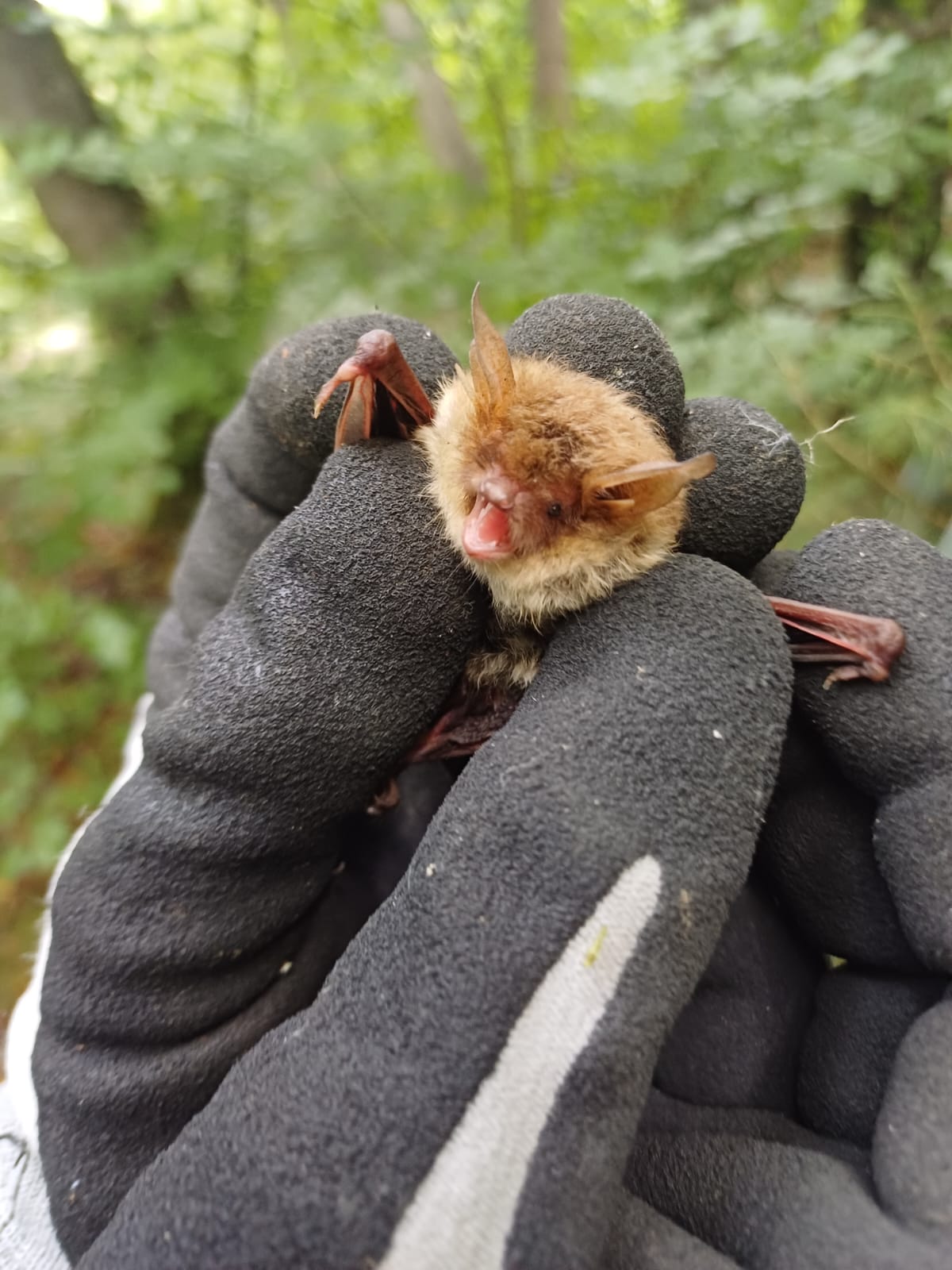 Fransenfledermaus im Donauwörther Stadtwald