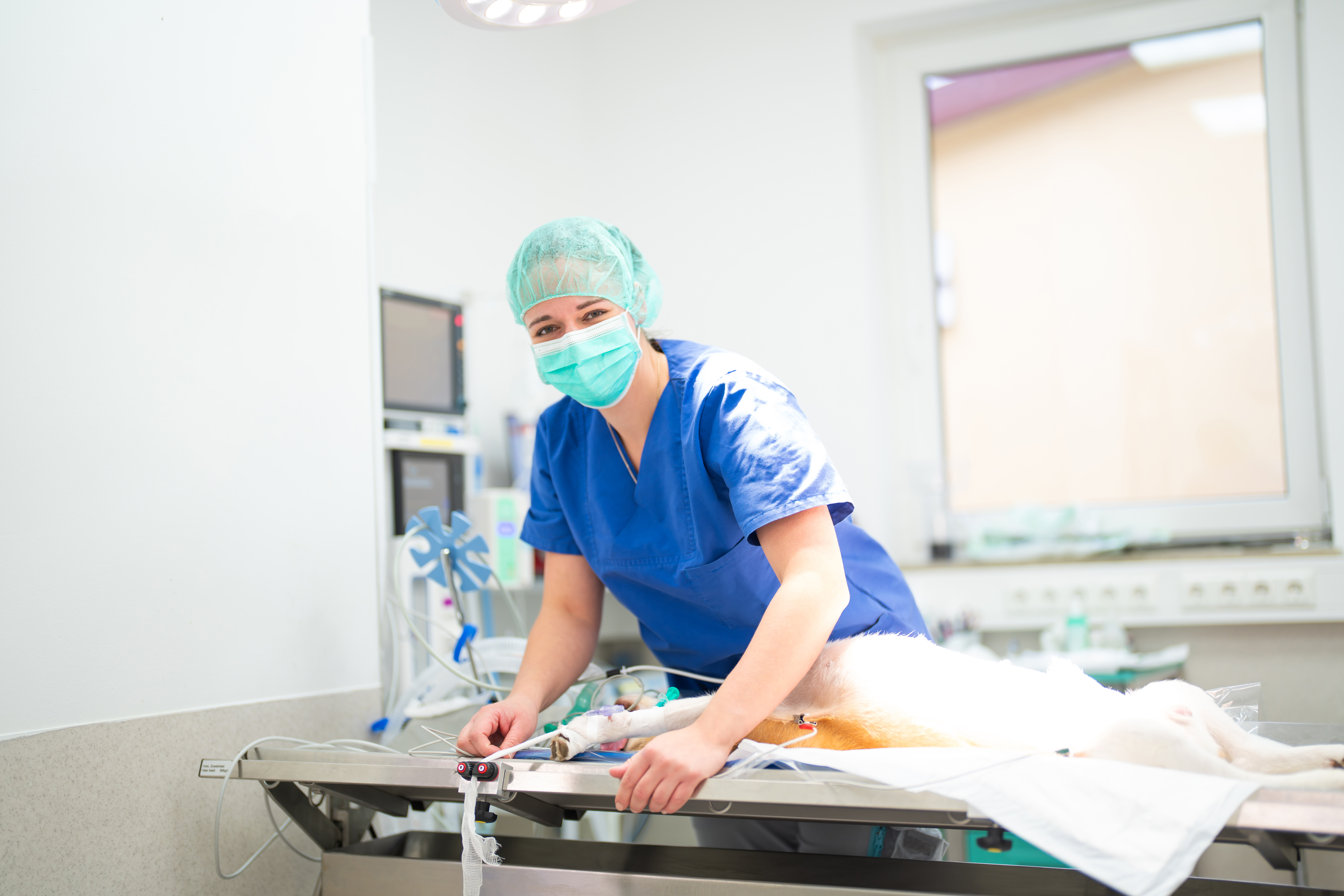 Die Tierklinik Dinkelsbühl.