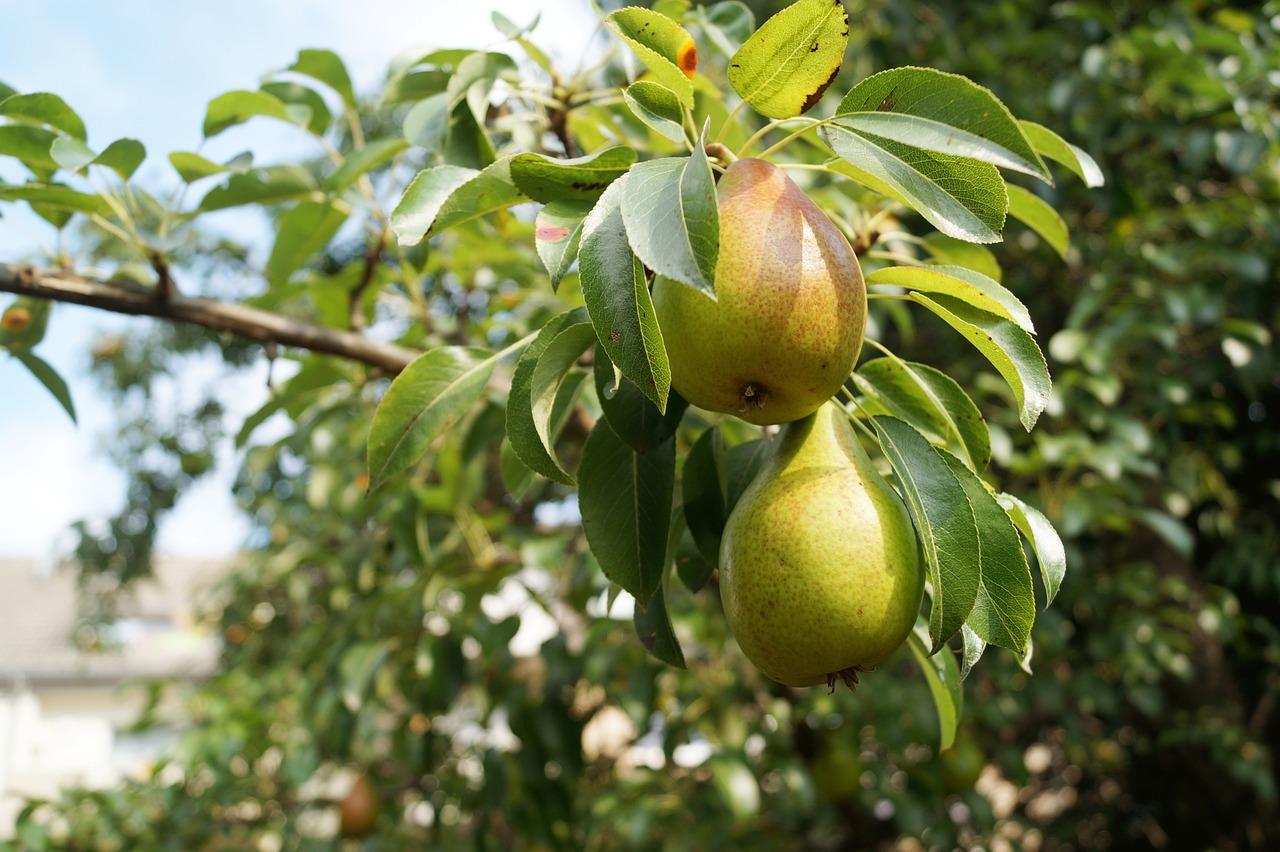 Birnen-aus-Garten-geklaut